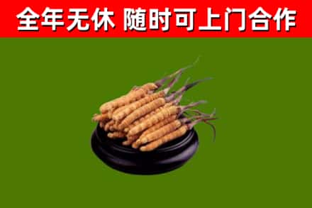 沧州回收散虫草