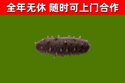 沧州回收海参干